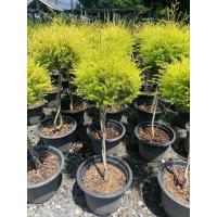 ราคา ต้นหลิวทอง ไม้พุ่มกลม Revolution gold ไม้ดัดพุ่มกลม ต้นสูง 80 100 ซม กระถาง 15 ต้นหลิวทองนำโชค ไม้ประดับเสริมมงคล ปลูกเพื่อให้ร่มเงา หรือประดับ (16366225295)