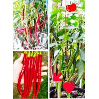 ราคา เมล็ดพันธุ์พริกยาวโจลอง (21233939192)