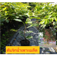 ราคา ต้นกระโดนน้ําหรือจิกน้ำ (3857590333)