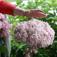 ราคา 20 เมล็ด เมล็ดไฮเดรนเยีย Hydrangea Seeds ดอกไม้ที่สื่อถึงความเข้าใจ ความซื่อสัตย์ สายพันธุ์ Blush (21086530478)