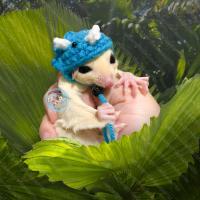 ราคา V หมวกจิ๋ว หมวกไหมพรม หมวก สัตว์เล็ก ชูการ์ กระรอก แฮมสเตอร์ ดอร์เมาส์ แฟตเทล เจอบิล ชูก้า เสื้อ ชุด เสื้อผ้า (19470286732)