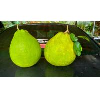ราคา ส้มโอทับทิมสยาม ผลทับทิมสยาม ปลูกแบบปลอดสาร 1 ลูก น้ำหนัก 700 2500 กรัม (20130598788)
