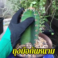 ราคา ถุงมือกันหนาม ไซส์ใหญ่ ยืดหยุ่น ถุงมือปลูกกระบองเพชร ถุงมือกันหนามแคคตัส หนามชะอม ถุงมือทำสวน ถุงมือกันน้ำกันลื่น สีเขียว (3875654739)