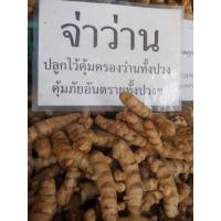 ราคา 3 เหง้า จ่าว่าน หรือพญาว่าน สินค้าพร้อมปลูก เหง้าสดๆ (9126715148)