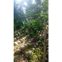 ราคา พันธุ์มะพร้าวน้ำหอมต้นเตี้ย100 จำนวน10ต้นสินค้าพร้อมส่ง (20846375245)