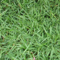 ราคา ขายส่ง เมล็ดหญ้าญี่ปุ่น Japanese Lawn Grass หญ้าปูสนาม สนามหญ้า พืชตระกูลหญ้า เมล็ดพันธ์หญ้า ชนิดหญ้า สนามหญ้าและสวน 500 กรัม (2191310512)