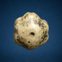 ราคา เม็ดมะยมทอง หลวงปู่ศวัส ศิริมงฺคโล วัดเกษตรสุข จ พะเยา (21138872970)