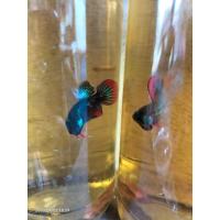 ราคา ลูกสาดสงขลาเชื้อต่ำ15 25 (18469594744)