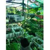 ราคา ไทรเกาหลี ต้นไทรเกาหลี ในถุงดำพร้อมปลูก 25 บาท (9353184975)