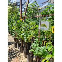 ราคา ต้นองุ่นไวท์มะละกา องุ่น เขียว มีเมล็ด จัดส่งสินค้าตามรูป (12102091841)