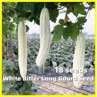 ราคา เมล็ดพันธุ์มะระจีนขาว White Bitter Gourd Seeds for Planting เมล็ดมะระขาว บรรจุ 18 เมล็ด ปลูกง่าย ปลูกได้ทั่วไทย High yield Balsam Pear Seeds Vegetables Seeds Plant เมล็ดพันธุ์มะระจีน เมล็ดพันธุ์มะระ เ
