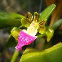 ราคา เอื้องจั๊กจั่น กล้วยไม้ กระถาง 4 นิ้ว 2 3 ลำต้น สูง 1 ฟตุ ออกดอกธันวา มกรา กล้วยไม้ป่าแท้ กล้วยไม้ป่าหอม กล้วยไม้ป่าขวด Taeng Suan shop (15967872245)