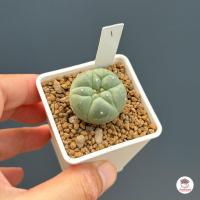 ราคา โลโฟโฟรา ฟริซิอาย Lophophora fricii กระบองเพชร แคคตัส Cactus cactus succulentหลากหลายสายพันธุ์ (4752630962)