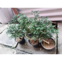 ราคา 1ต้น มะสังบอนไซดัด บอนไซจิ๋วชอบแดดไม้มงคลประดับกระถาง3นิ้ว (8599096773)