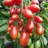 ราคา เมล็ดพันธุ์ มะเขือเทศราชินี มะเขือเทศ เชอรี่ สีแดง ทานสด ตัวเลือก 9 110 เมล็ด 10 เเถม 1 คละได้ (10731250020)