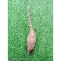 ราคา มะยมเงินมะยมทอง 4ขนาดให้เลือก หัวสดและชำ มะยมเงินโขด ไม้โขด มะยมโขด โขดมะยม ไม้โขดมินิมอล (17100189681)