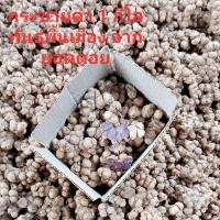 ราคา กระชายดำสดจากสวน 1กก กระชายดำหัวสด กระชายดำแท้100 กระชายดำแคปซูล กระชายดำผสมโสม กระชายดำผง กระชายดำอบแห้ง กระชายดำสดๆ กระชายดำผู้ชาย (14369335974)