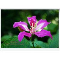 ราคา เมล็ดพันธุ์ชงโค ซองละ15เมล็ด ดอกเสี้ยวดอกแดง กะเฮอ สะเปซี เสี้ยวหวาน (7702664295)