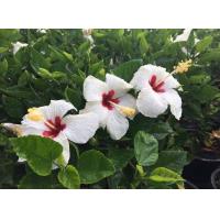 ราคา ต้นชบา Hibiscus ดอกชบา ชบาดาหลา Pandara ดอกสีขาวใหญ่ เกสรไส้แดงกลางดอก สวยเด่น ดอกชบา Hibiscus ดอกออกทั้งปี ต้นสูง ส่งในกระถาง 10 นิ้ว จัดส่งสินค้าตามภาพ (7656045440)