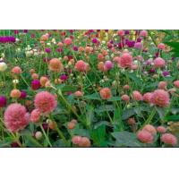 ราคา เมล็ดบานไม่รู้โรยคละสี (13714100230)