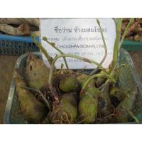 ราคา ว่านช้างผสมโขลง หรือ พญาเทครัว ปลูกไว้ในบ้าน (8093728950)