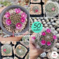 ราคา 50 เมล็ด เมล็ดแมมขนแมว Mammillaria Bocasana แคคตัส กระบองเพชร cactus succulent (6070954827)