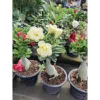 ราคา ดอกชวนชมดอกซ้อน กระถาง8นิ้ว ชวนชมแฮปปี้โกล ดอกซ้อน 3 ชั้น สีเหลือง Happy Gold ออกดอกเก่ง (17674729024)