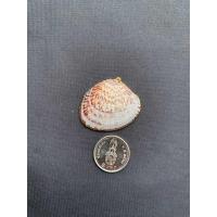 ราคา จี้หอยสังข์ธรรมชาติ Natural conch pendant Gold and silver plated (20050293869)