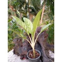 ราคา คฑามหามงคล (7121724972)