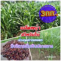 ราคา เมล็ดหญ้าสวีทจัมโบ้ 3 กิโลกรัม หญ้า สวีทจัมโบ้ พร้อมปลูก รับประกันการงอก หญ้าเลี้ยงสัตว์ หญ้า พันธ์ุหญ้า หญ้าเลี้ยงวัว (12496164373)