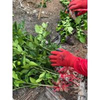 ราคา กิ่งมะนาวแป้นพวงบ้านแพ้ว (20460378990)