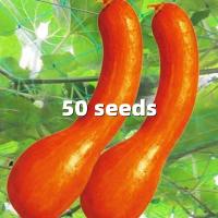 ราคา เมล็ดพันธุ์ฟักทอง 4 Kinds of Fresh Glutinous Sweet Pumpkin Seeds เมล็ดพันธุ์ ฟักทอง ใบเตย แปดริ้ว เมล็ดฟักทองญี่ปุ่นสีส้ม เมล็ดพันธุ์ฟักทองญี่ปุ่นสีส้ม Orange Japanese Pumpkin Seeds Pumpkin Plants See