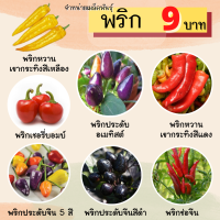 ราคา พร้อมส่ง เมล็ดพันธุ์แท้ เมล็ดพันธุ์พริก พริกหวาน พริกประดับจีน พริกช่อจีน ผักสวนครัว (14764084725)