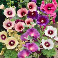 ราคา 30 เมล็ด เมล็ดดอกไม้ ฮอลลี่ฮ็อค ฉัตรทอง Hollyhock Seeds สายพันธุ์ Halo Mix (21276745419)