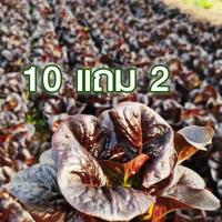 ราคา 10 แถม 2 เรด บัตเตอร์เฮด ถูกที่สุด 7บ เมล็ดพันธุ์ผักสลัดเรด บัตเตอร์เฮด 100 เมล็ด งอกง่าย โตไว พุ่มใหญ่ ทานอร่อย (19104422540)