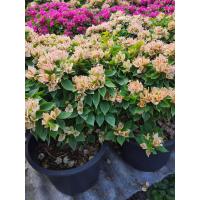 ราคา ต้นเฟื่องฟ้าแคระ สาวิตรี สีโอรส ในกระถาง8นิ้ว (12334467038)