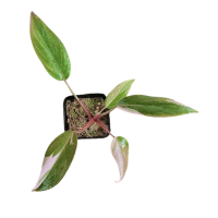 ราคา Philodendron Pink Princess พืชในร่ม ต้นกล้า (21297327604)