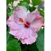 ราคา ต้นชบา ดอกสีม่วง ดอกใหญ่ Hibiscus ชบาแฟนซี ดอกสวยชบาฮาวาย ชบานอกสายพันธ์ชบานอก ดอกสวยมาก ขนาดต้นสูง 25 35 ซม จัดส่งพร้อมกระถาง 10 นิ้ว ต้นแข็งแรง รากเยอะ เป็นไม้พุ่มเลี้ยงง่าย ออกดอกทั้งปี รับประกันกา