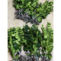 ราคา กิ่งมะนาวแป้นพวงบ้านแพ้ว (17383340544)