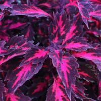 ราคา 20 เมล็ด ฤษีผสม Coleus ฤๅษีผสม ไม้มงคล ต้นไม้เรียกทรัพย์ นำโชค คุ้มครอง สายพันธุ์ Stained Glassworks Royalty (21228274109)
