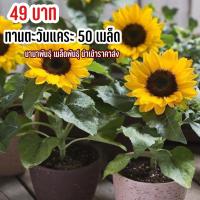 ราคา เมล็ดพันธุ์ ทานตะวันแคระ 50 เมล็ด ปลูกกระถางสวยๆ (17683984527)