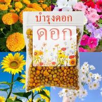 ราคา แครอท รวมแครอททุกพันธุ์ ถูกที่สุด10 บ เมล็ดพันธุ์แครอททุกสายพันธุ์ 20 50 เมล็ด ปลูกง่าย หัวใหญ่ รสชาติดี (20798862511)