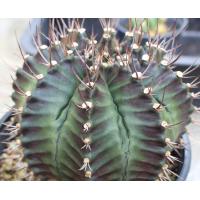 ราคา เมล็ดยิมโนต้นแม่โทนม่วง เมล็ดแคคตัส เมล็ดกระบองเพชร (9684296939)