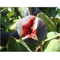 ราคา 10 เมล็ด เมล็ดมะเดื่อฝรั่ง Figs สายพันธุ์ Sultane ของแท้ 100 มะเดื่อฝรั่ง หรือ ลูกฟิก Fig อัตราการงอก 70 80 Figs seeds มีคู่มือวิธีปลูก (9079576322)
