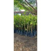 ราคา กิ่งต้นพันธุ์มะนาวแป้นสุขประเสริฐ (18567659119)