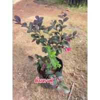 ราคา ต้นดอกหงส์ฟู่หรือต้นมั่งมีศรีสุขแบบถุงดำ (20560166741)