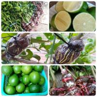 ราคา มะนาวตราฮิติพร้อมส่ง (17432826199)
