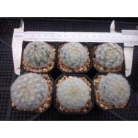 ราคา ส่งฟรีไม่ต้องง้อโค้ด จัดชุด หลากหลายสายพันธ์ ที่นี่ที่เดียวเท่านั้น ต้นกระบองเพชร ต้นแคคตัส แคคตัส กระบองเพชร (16521135882)