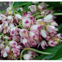 ราคา จูงนาง จูงนางสีชมพู10หัว99บ กล้วยไม้ดิน นำดอกหรือต้นแช่น้ำมันจันทร์ป้ายปากมือหน้า ช่วยสร้างเสน่ห์ ไม้มงคล หัวว่าน ว่าน (12831436978)