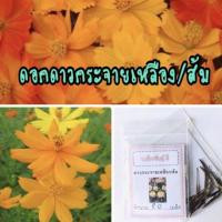 ราคา เมล็ดดอกดาวกระจายเหลือง ส้ม ดาวกระจาย ซื้อ 10 แถม 1 คละอย่างได้ (9860735654)